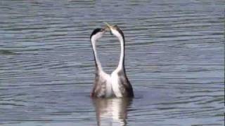 Dancing Grebes Courtship rituals of the Western and Clark's Grebe.  Filmed at Upper Klamath Lake, Klamath Falls, Oregon