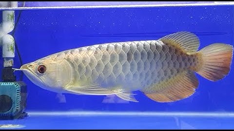 Tham Quan Shop Cá Cảnh Lớn Nhất Sài Gòn