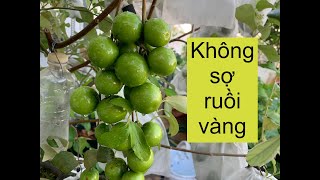 Tôi để chùm táo tênh hênh, thách Ruồi Vàng dám chích | THÍCH TRỒNG CÂY TV