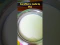 Doi banalo maa #curd #dahi #dudh #recipe #funny