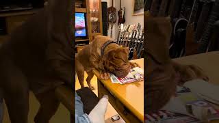 Dogue de Bordeaux  Kine gets easily distracted