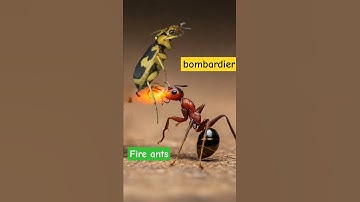 Bombardier beetle - terrifying chemical explosion takes down fire ants😱 #bombardier #fireants