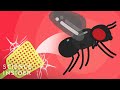 Understanding Fruit Flies