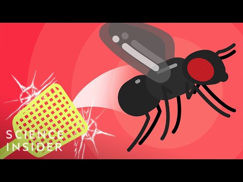 Why Fruit Flies Are So Hard To Kill