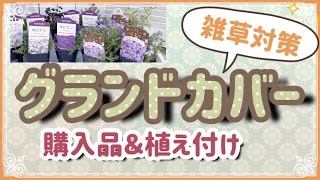 《グランドカバーを雑草防止に有効活用するための対策》購入苗～土壌改良から植え付けまでを実演します。全字幕付き♪