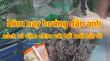 hướng dẫn anh em vô cám @ chim cút bổi mới bắt về sao 3 ngày là chim tự ăn 💯 chức anh em thành công