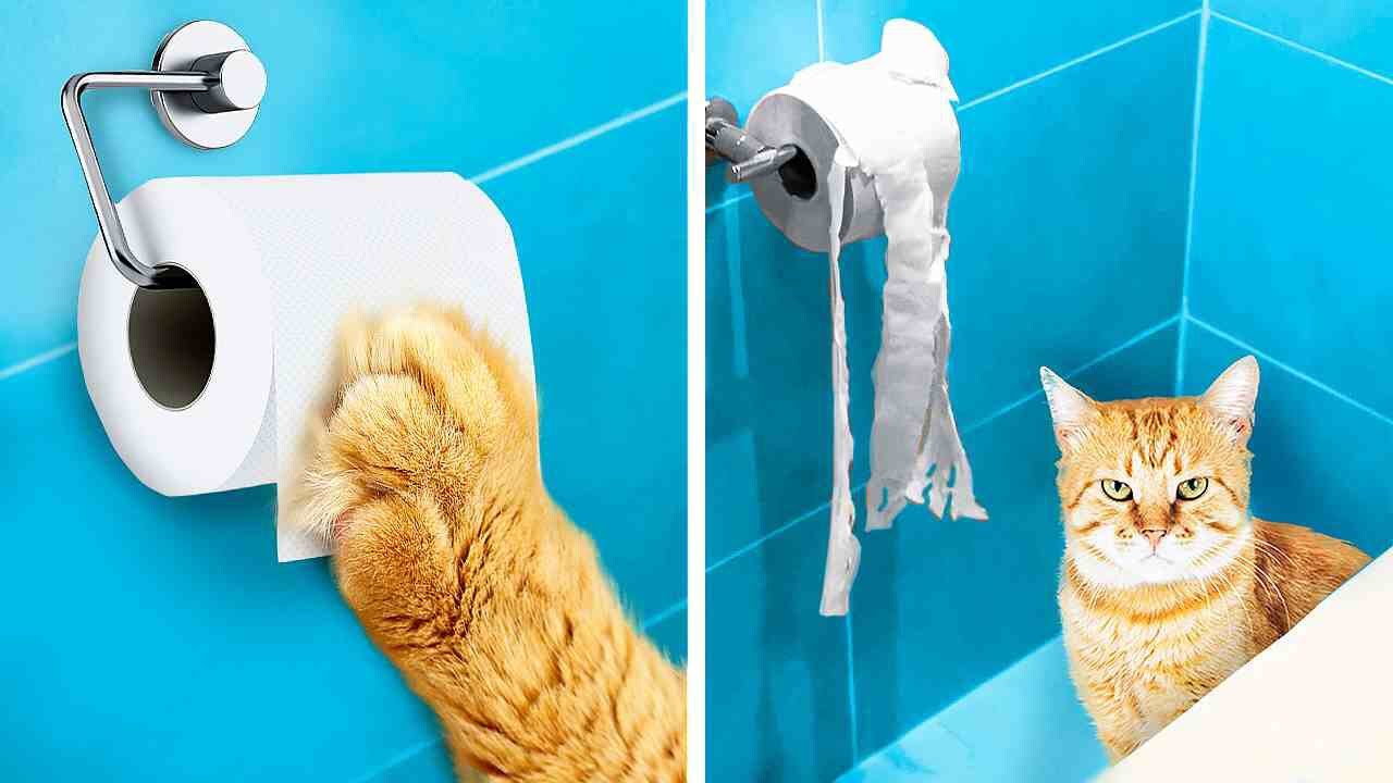 Funny PETS and Clever hacks for their happy owners