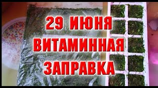 29 июня. Витаминная заправка для первых и вторых блюд на зиму