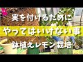 【コレが新常識】レモン🍋の鉢植えで実が付く植え替えを教えます