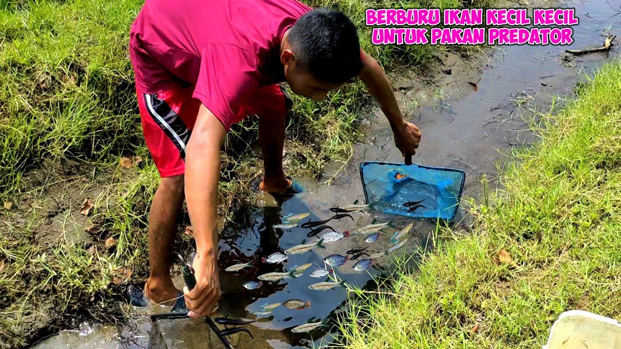 panen ikan wader pari di pinggir sawah