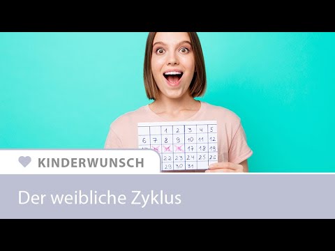 Weiblicher Zyklus einfach erklärt - Die drei Phasen