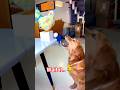 Dog Meets CRAZY Chicken! His Reaction 😂 #shorts #funnyanimals