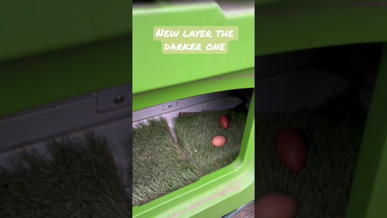 New Black Copper Maran egg layer 🥚 