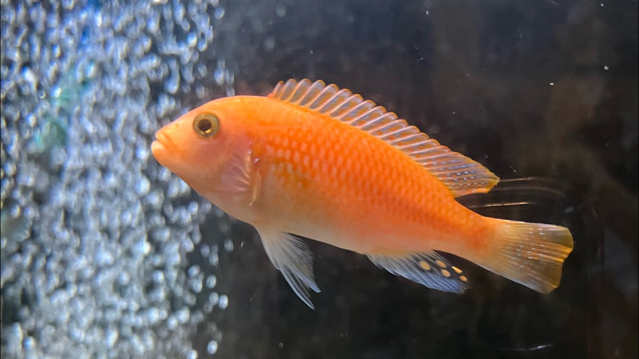 Red Zebra Mbuna hogging the algae wafer YouTube