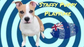 Wanna Play Fetch? American Staffordshire Bull Terrier Puppy Dog Fun Video