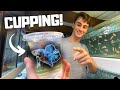 Cupping HEAPS of Bettas to Sell for Profit!