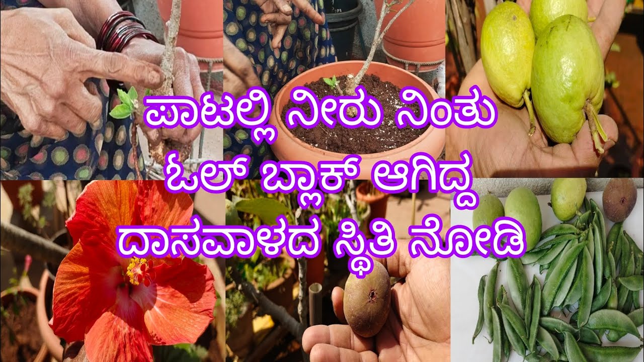 #ಪಾಟಲ್ಲಿ_ಓಲ್_ಬ್ಲಾಕೆಜ್_ಆಗಿ_ದಾಸವಾಳದ_ಸ್ಥಿತಿ_😔