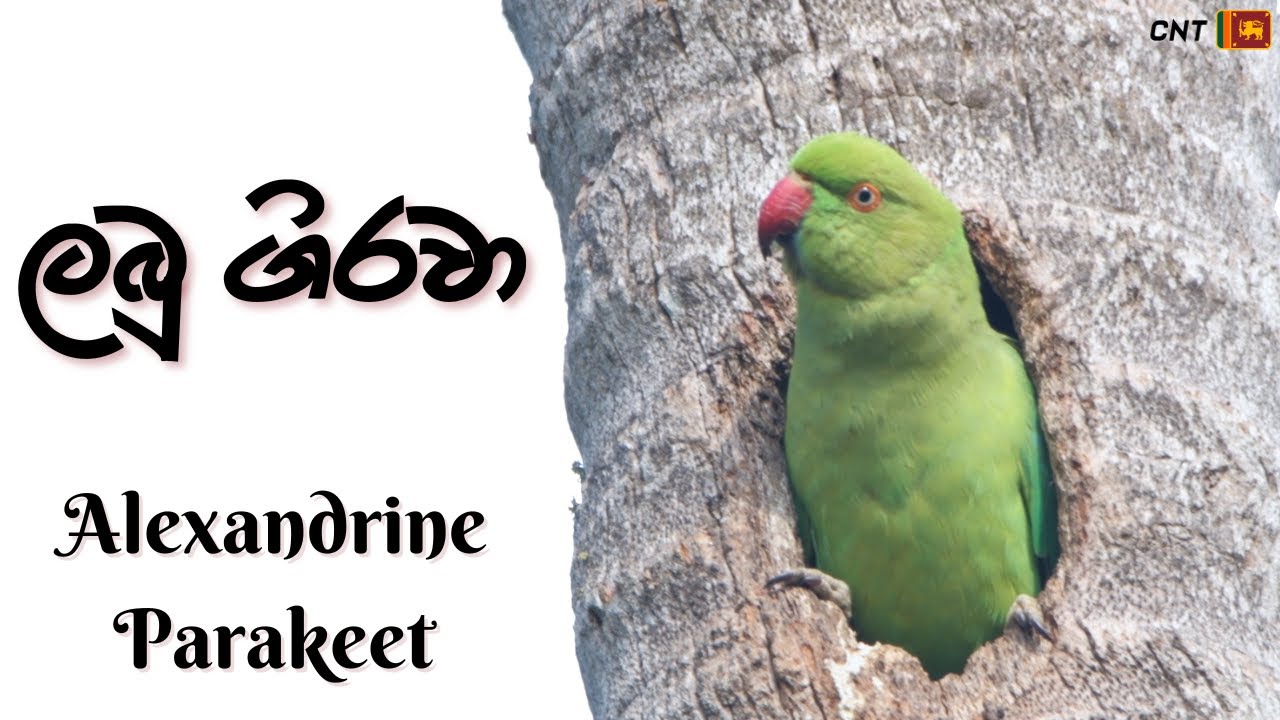 Alexandrine Parakeet  ලබු ගිරවා