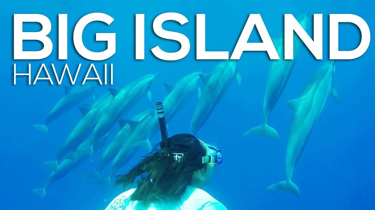 Swimming with Dolphins in Hawaii Big Island YouTube