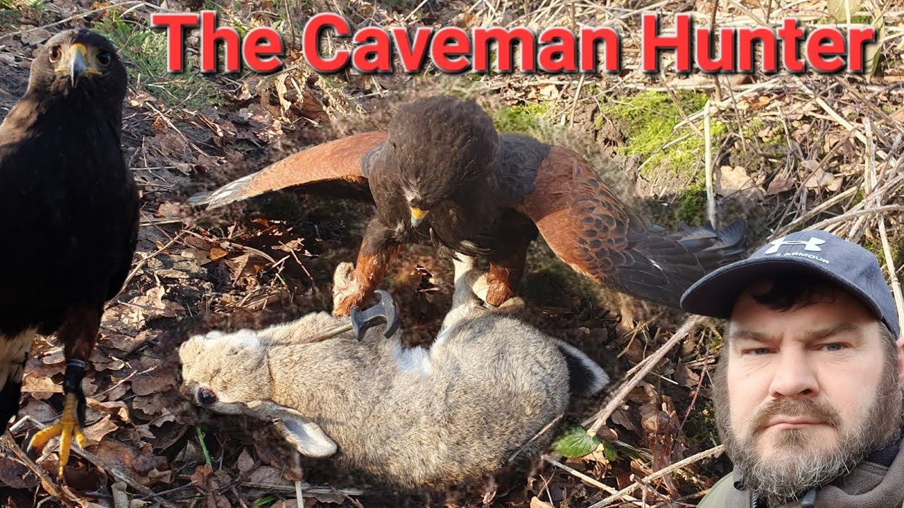 Hawk Hunting Rabbits Rabbit Hunting With Harris Hawk - YouTube
