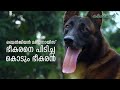 ഭീകരനെ പിടിച്ച കൊടും ഭീകരൻ | Belgian Malinois Dogs | Karshakasree Episode 1 ​| Manorama Online