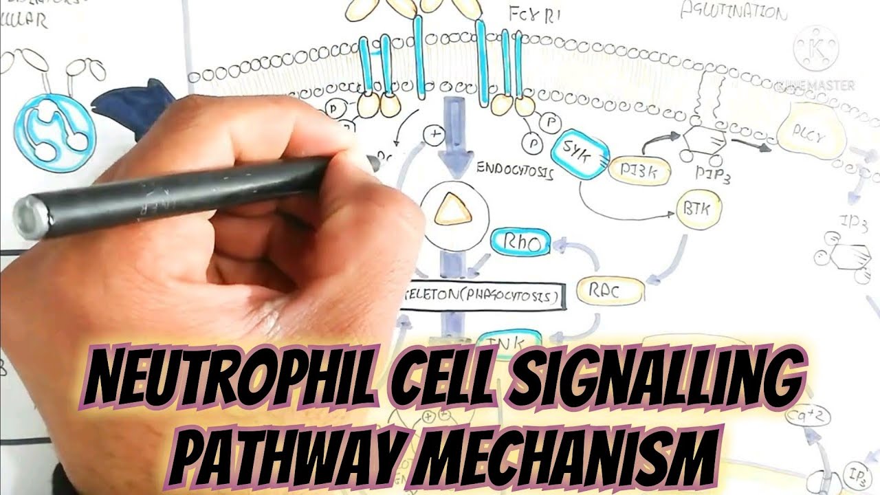 Neutrophil cell signalling pathway mechanism/endocytosis/fc(gema receptor)antigen vs neutrophil