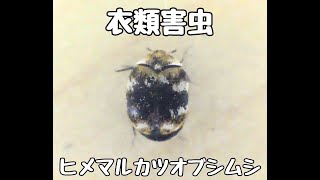 姫丸鰹節虫 サイズ44 ヒメマルカツオブシムシ (Anthrenus verbasci