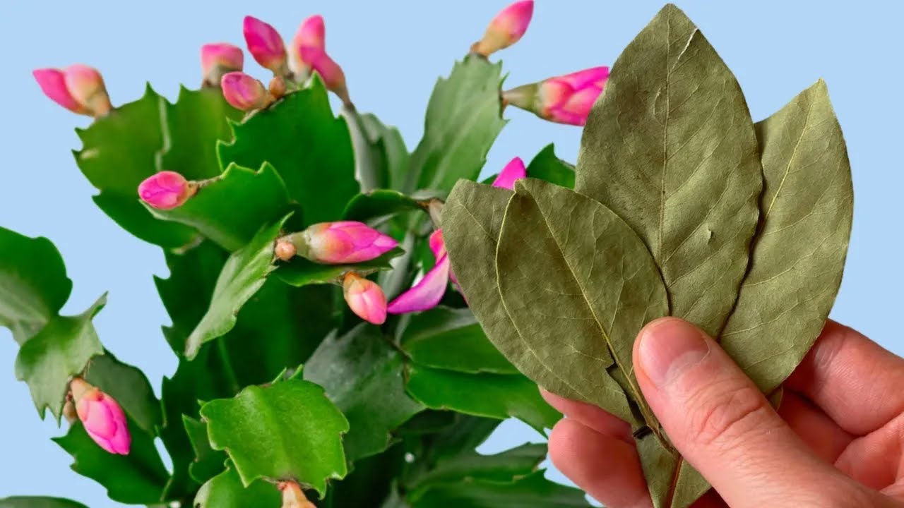 1 Листик под любой домашний цветок и пышное цветение вам обеспечено! Цветет Вмиг +10 рецептов