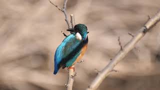 [4K] 野鳥：カワセミ 20180117B／Ｋ川