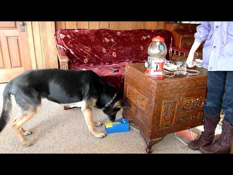 An automated dog treat dispenser