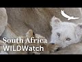 The Rare White Lions of Ngala | Ngala Private Game Reserve | WILDwatch