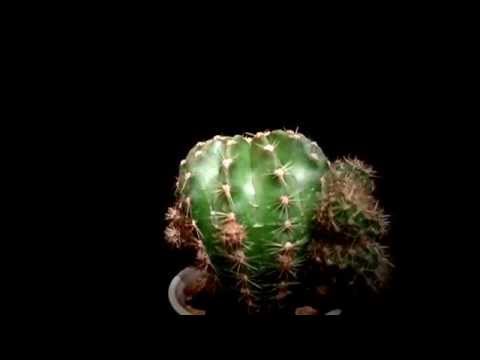 Botanic - Echinopsis oxygona