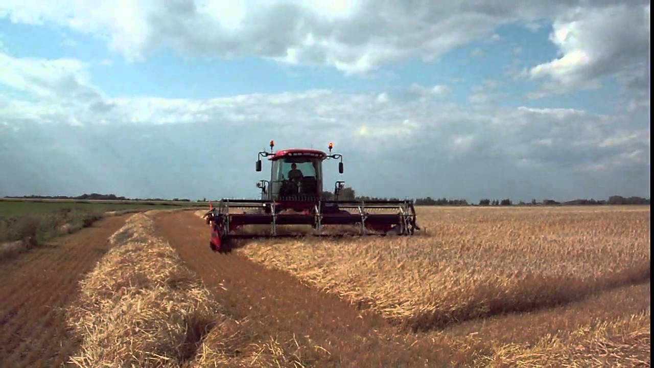 Case ih 1902 DHX 212 swathing YouTube