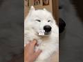 妹ができたサモエド兄4才の1日に密着!