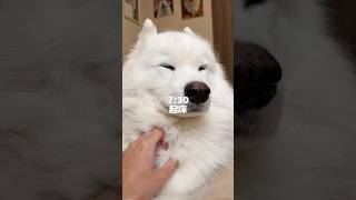 妹ができたサモエド兄4才の1日に密着!