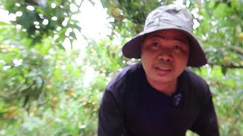 Hỗ trợ tiêu thụ vải Thiều Bắc Giang - Chủ tịch Hoa quả Sơn