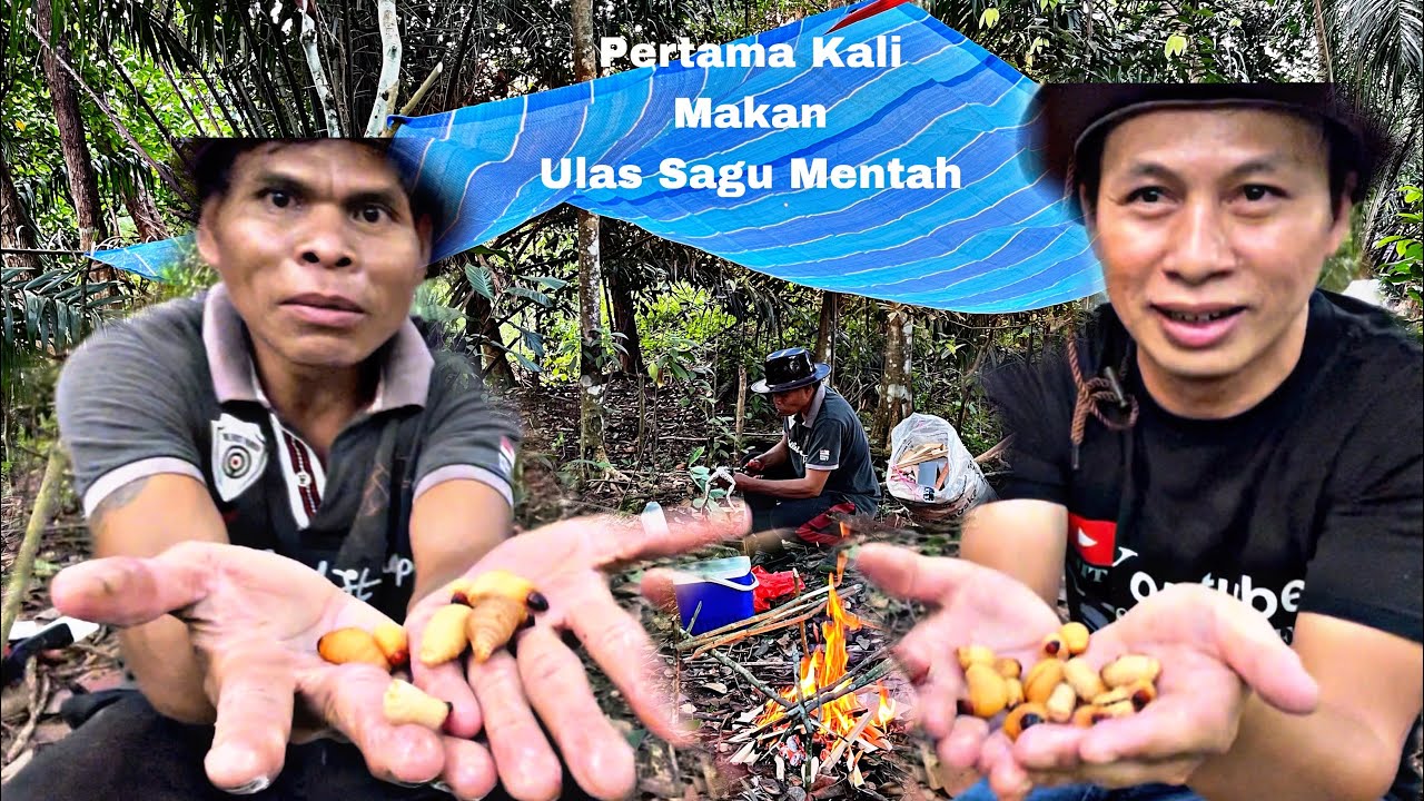 Pertama Kali Makan Ulat Sagu Mentah Rasanya Memang Enak || Sekali Rasa Nak Lagi!!!