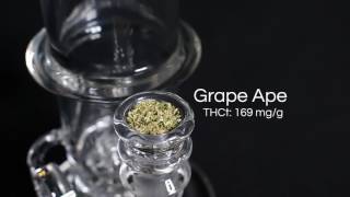 Subjective Testing - Cannalysis Labs / Mobius Glassworks