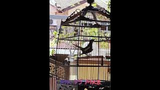 kacer Poci Gacor vs kacer Wulung raja.
