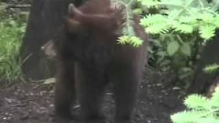 Bears in Minnesota.wmv