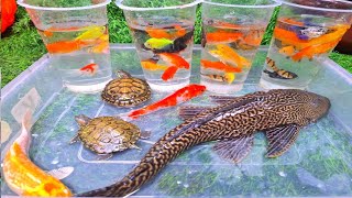 Download Lagu Amazing Catch Most Beautiful Freshwater Aquarium Fish In Small Pond , Discus, Guppies, Turtles, Koi MP3 Download Lagu Amazing Catch Most Beautiful Freshwater Aquarium Fish In Small Pond , Discus, Guppies, Turtles, Koi MP3