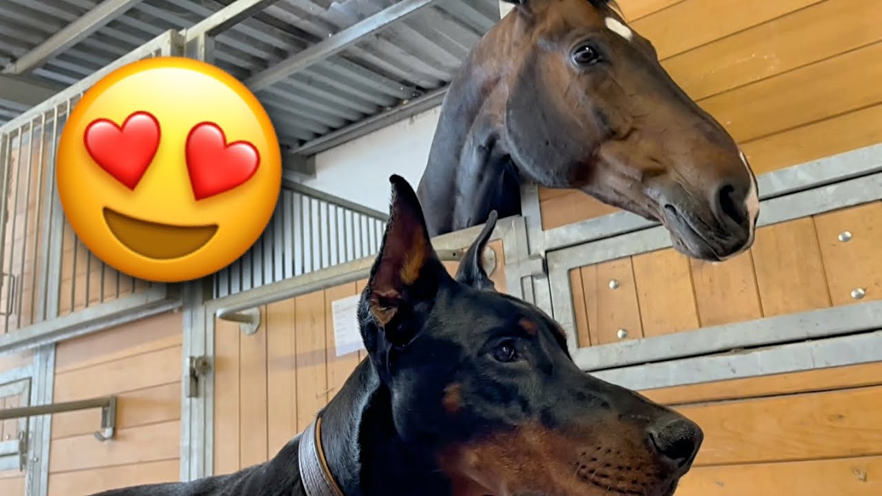 Újra versenyen! 😍