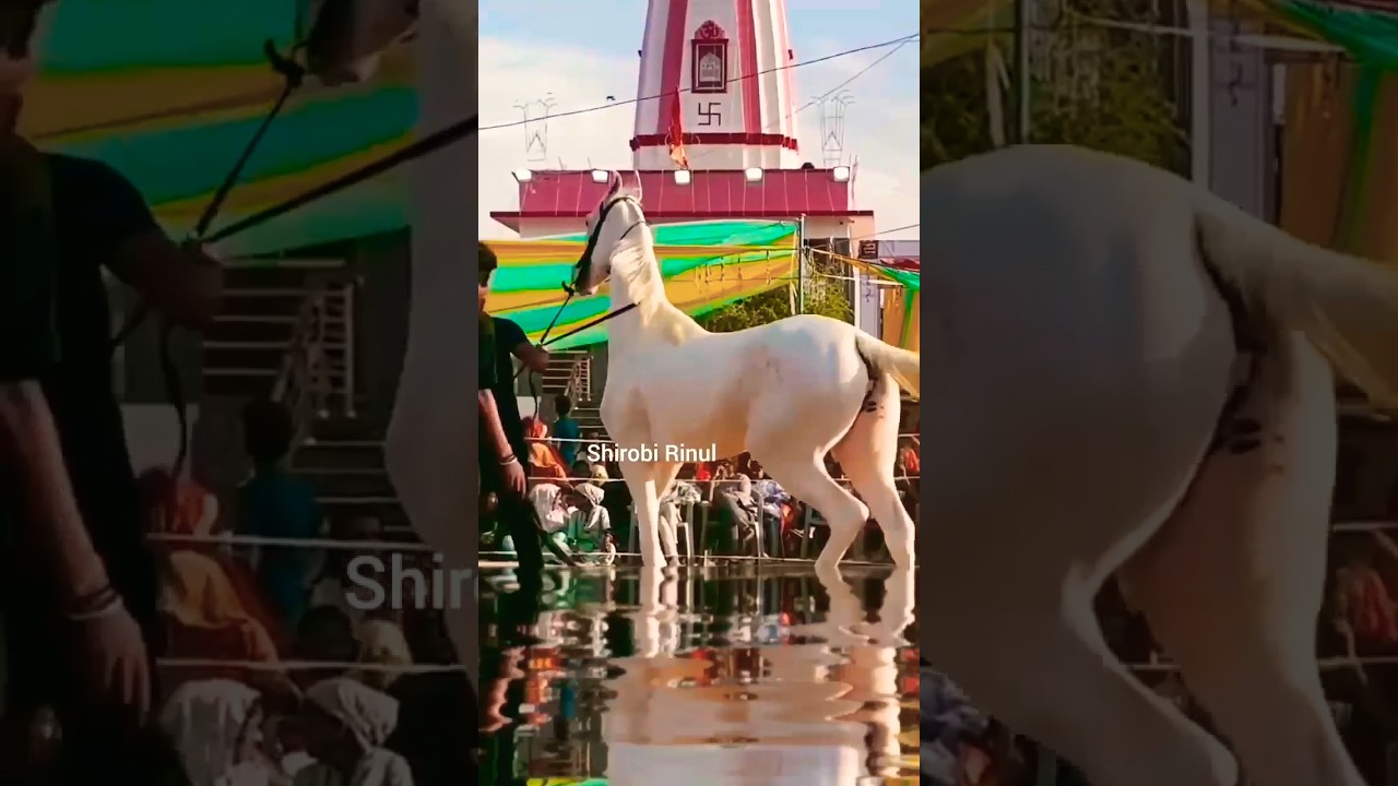 hasbi rabbi jallallah mafi qalbi gairullah 