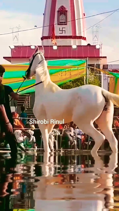hasbi rabbi jallallah mafi qalbi gairullah #shirobirinul #horse #allahallahallah #hasbirabbi