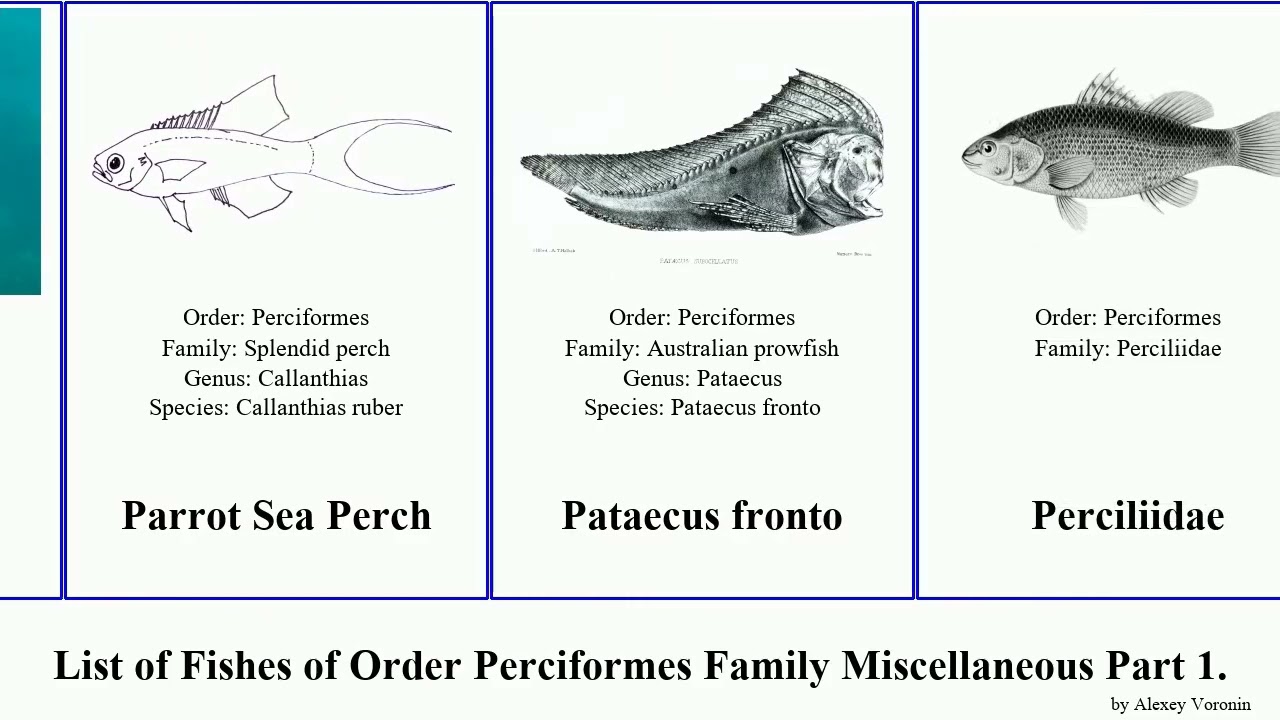 List of Fishes of Order Perciformes Family Miscellaneous Part 2. sea tiger worm pike scat perch