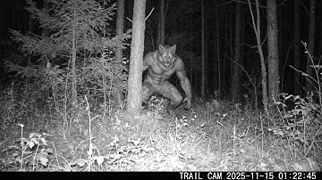 Real Creature Videos that are NOT AI *NEW FOOTAGE!*