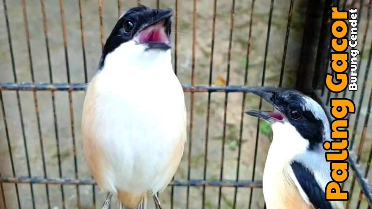 Burung Cendet |Toed Gacor Abis 