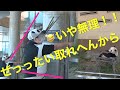 【結浜🎀N飼育員さん笑ってる😂仲良しやり取り😍】「ゆいさん！」大好き飼育員さん💘/フードブロガー結浜Food Blogger #ぽめぱん #PandaChannelbypomeranianfilm