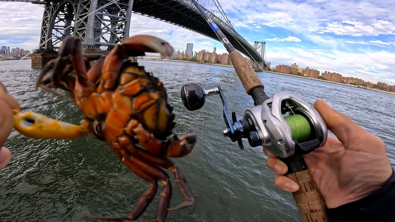 Рыбалка на черной рыбе в Ист-Ривер, Нью-Йорк, Таутог