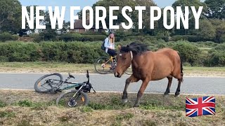 Free Roaming Ponies Of The New Forest | England